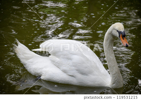 white swan on the lake white swan on the lake 119531215
