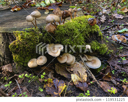 mushrooms in the forest 119531225
