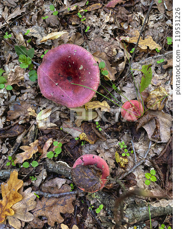 red mushrooms in the woods red mushrooms in the woods 119531226