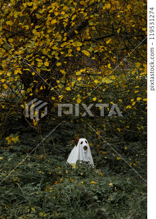 funny Labrador dog is dressed in Halloween ghost costume, pet in white cape is hiding funny Labrador dog is dressed in Halloween ghost costume, pet in white cape is hiding 119531274