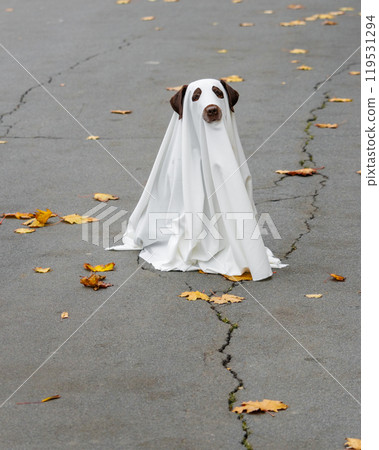 Labrador dog dressed in costume Halloween party, ghost pet in white cape sitting on cracked road Labrador dog dressed in costume Halloween party, ghost pet in white cape sitting on cracked road 119531294