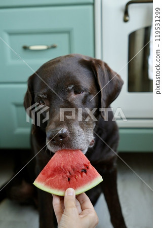 Labrador retriever dog is eating watermelon. pet looks at fruit. animal is in kitchen waiting food. 119531299