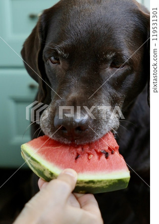 Labrador retriever dog is eating watermelon. pet looks at fruit. animal is in kitchen waiting food. 119531301