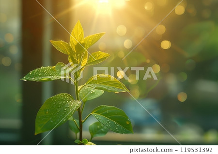 Sun-kissed green leaves of a young plant with water droplets in the morning light 119531392