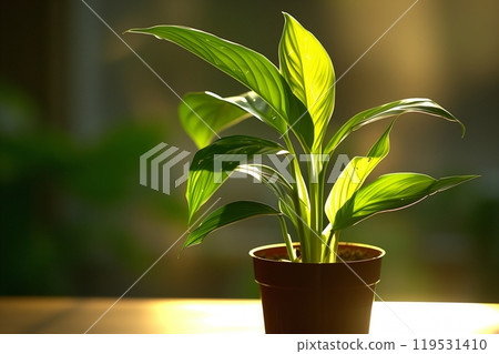 Lush peace lily plant in a brown pot basked in golden sunlight on a wooden table 119531410