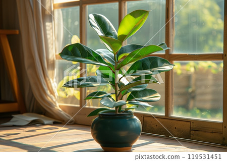 Lush rubber plant in ceramic pot on wooden floor by sunny window 119531451
