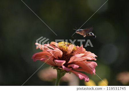 butterfly on a flower  119531745