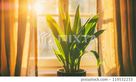 Indoor plant with vibrant green leaves bathed in the warm sunlight by a window 119532233