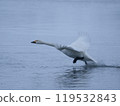 Swan to water 119532843