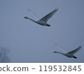 Swans fluttering 119532845
