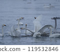 swans fighting 119532846