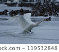 The Swan Returns, Splashes 119532848