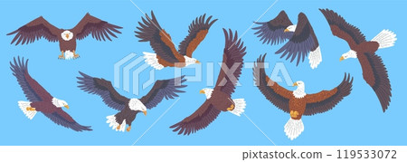 Bald Eagle flying icons set, American eagle with white tail and head, vector wild bird of prey soaring, falcon or hawk Bald Eagle flying icons set, American eagle with white tail and head, vector wild bird of prey soaring, falcon or hawk 119533072