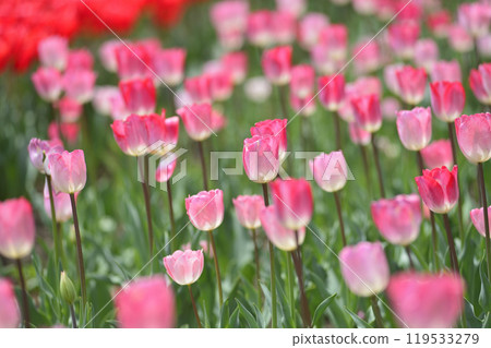 The tulip field I saw someday 119533279