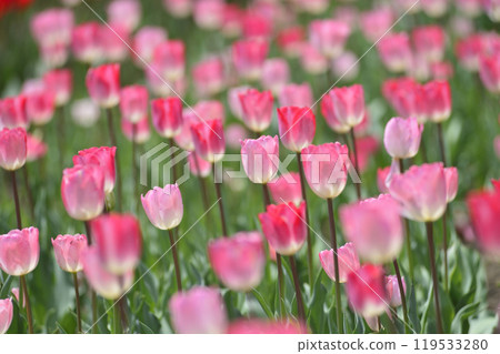 The tulip field I saw someday 119533280