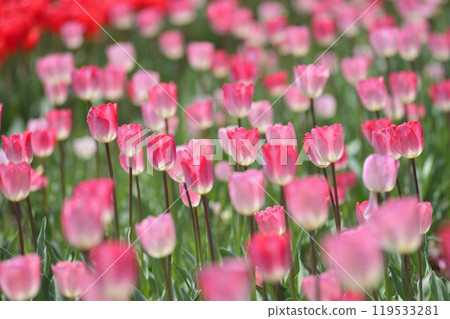 The tulip field I saw someday 119533281