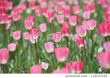 The tulip field I saw someday The tulip field I saw someday 119533283