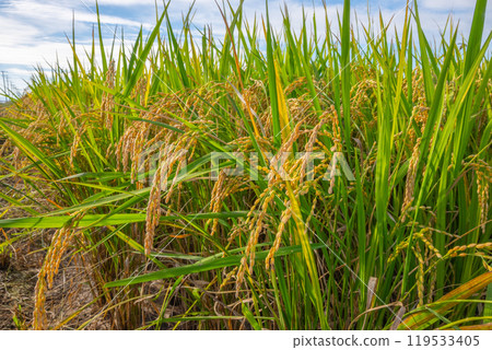 日本風景“稻荷” 119533405