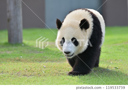 散步時的海灘 119533739