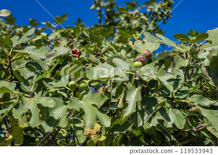 A close-up of a fig tree with ripe figs A close-up of a fig tree with ripe figs 119533943