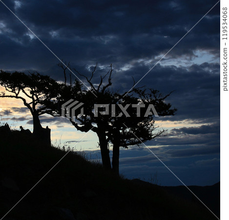 Dark evening sky over outlines of rugged old trees, New Zealand. Dark evening sky over outlines of rugged old trees, New Zealand. 119534068