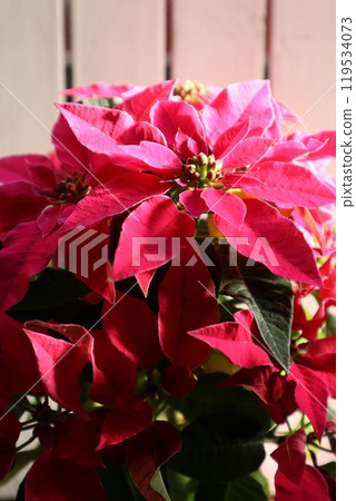 Pink Poinsettia Pink Poinsettia 119534073