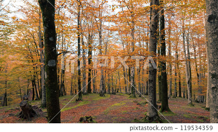 Moving High Near The Trunk Of Autumnal Trees Moving High Near The Trunk Of Autumnal Trees 119534359