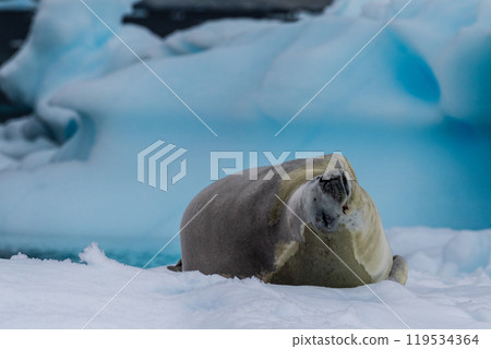 Crabeater Seal resting on a sheet of ice 119534364