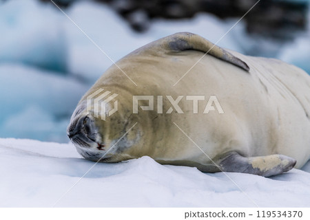 Crabeater Seal resting on a sheet of ice 119534370