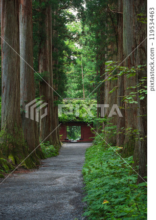 瑞神門和奧社神社參道兩旁的杉樹【戶隱神社】 119534463