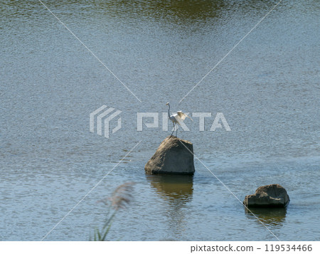 Great Egret on a Stone 119534466