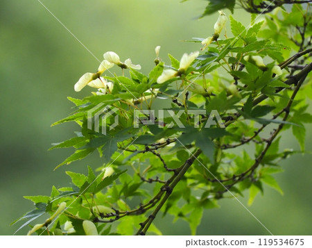 Momiji seeds 119534675