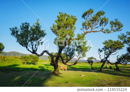 Fanal forest trees on Madeira island, Portugal 119535224