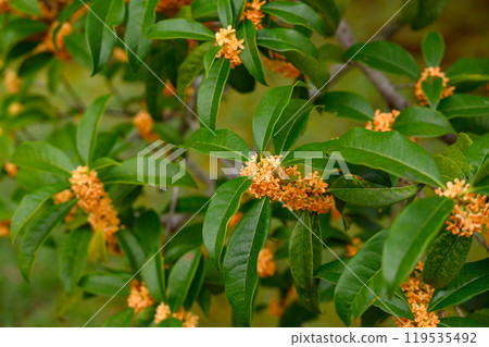 Golden Osmanthus Blooming 4 119535492