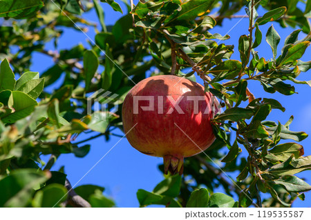 pomegranate, fruit, tree 119535587