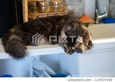 A curious gray cat lounging lazily atop a kitchen countertop while observing its surroundings during a sunny afternoon A curious gray cat lounging lazily atop a kitchen countertop while observing its surroundings during a sunny afternoon 119535589