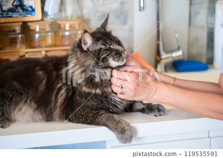 Cozy moments with a gentle Maine Coon cat being lovingly petted in a bright kitchen during a sunny afternoon Cozy moments with a gentle Maine Coon cat being lovingly petted in a bright kitchen during a sunny afternoon 119535591