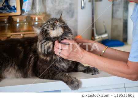 A person gently pets a fluffy cat on a countertop in a cozy kitchen during a sunny afternoon 119535602