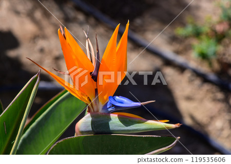 A vibrant orange bird of paradise flower blooming in a sunny garden, surrounded by lush greenery on a clear day A vibrant orange bird of paradise flower blooming in a sunny garden, surrounded by lush greenery on a clear day 119535606