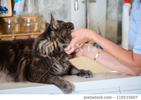 A cozy moment of affection between a person and a fluffy Maine Coon cat in a sunlit kitchen during a warm afternoon 119535607