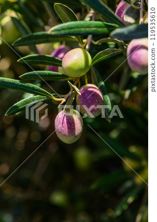 Lush olive trees rich with vibrant green and purple olives basking in the golden sunlight of a late summer afternoon 119535610