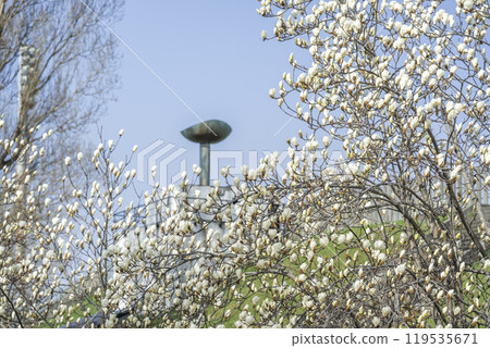 White Magnolia, Olympic Cauldron, Makomanai Park, Sapporo White Magnolia, Olympic Cauldron, Makomanai Park, Sapporo 119535671