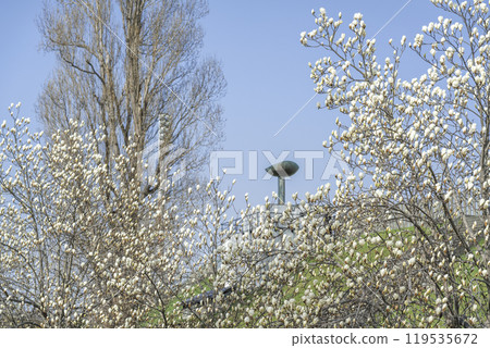 White Magnolia, Olympic Cauldron, Makomanai Park, Sapporo White Magnolia, Olympic Cauldron, Makomanai Park, Sapporo 119535672