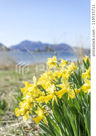 春天的洞爺湖,水仙花盛開 春天的洞爺湖,水仙花盛開 119535711