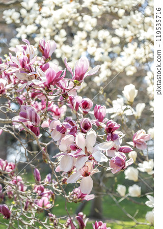 Magnolia, Usu Zenkoji Temple, Date City, Hokkaido 119535716