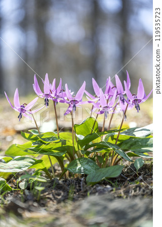 Katakuri Usucho Zenkoji Nature Park 北海道伊達市 119535723