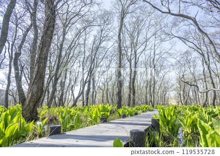 Makunbetsu Wetland Ishikari City 119535728