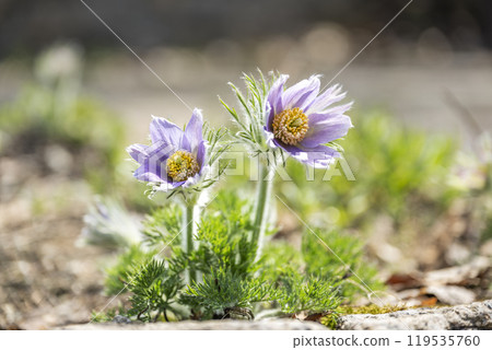 Pulsatilla spp. Takino Suzuran Hillside Park Sapporo 119535760