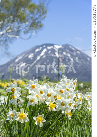 新雪谷町羊蹄山水仙花 119535775