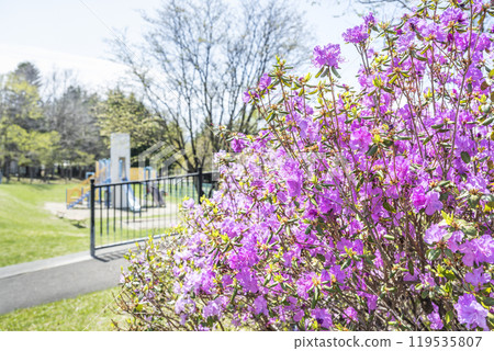 Siberian purple azalea, Ishiyama Green Space, Sapporo city 119535807